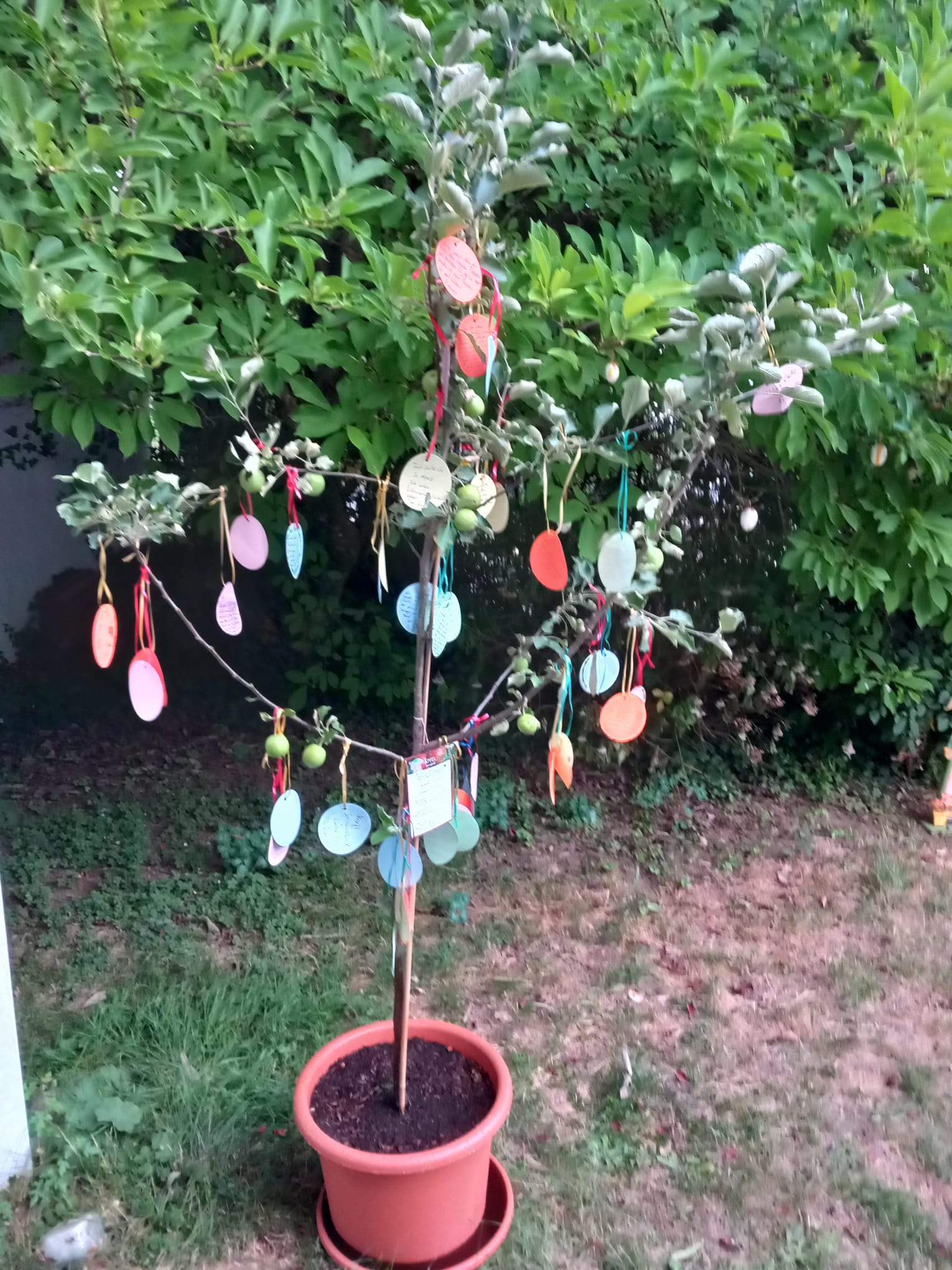 Geschenkter Apfelbaum