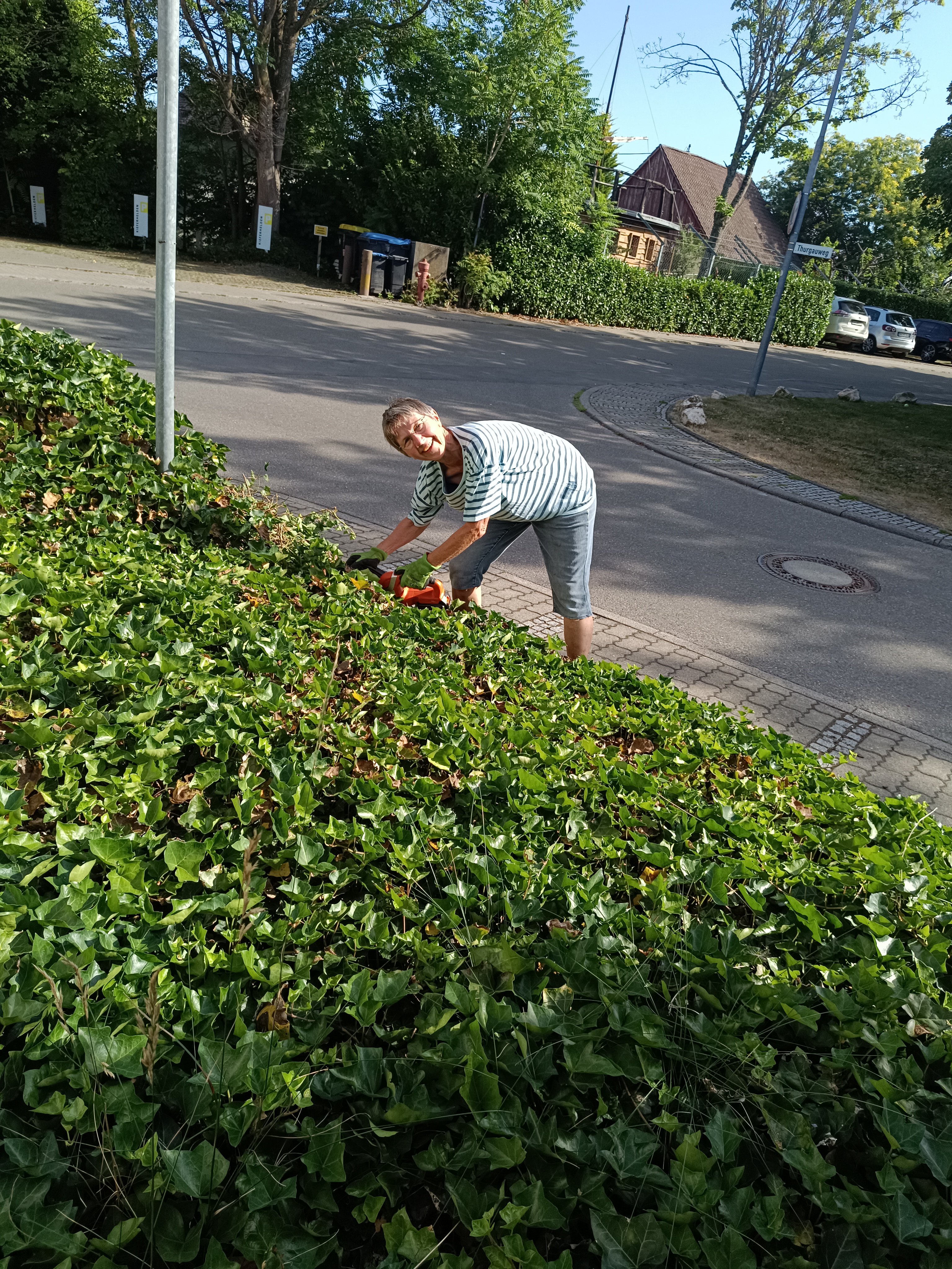 Helferin beim Zurückschneiden des Efeus im Kirchgarten